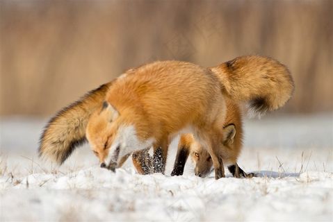 雪地里的狐狸唯美野生动物图片动物大全