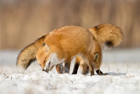 雪地里的狐狸唯美野生动物图片动物大全