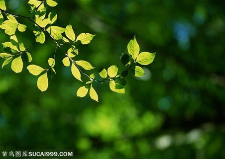 树木树叶-树木枝条上的嫩叶