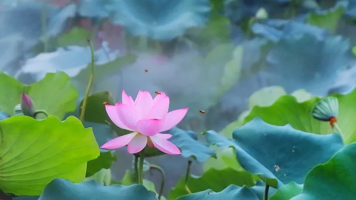 夏天文案 夏天活动 夏天夏日 夏天主题