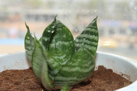 虎皮兰图片 虎皮兰图片