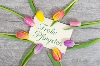 郁金香卡片鲜花图片