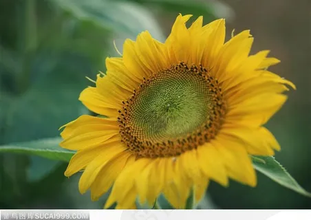 一朵硕满的向日葵