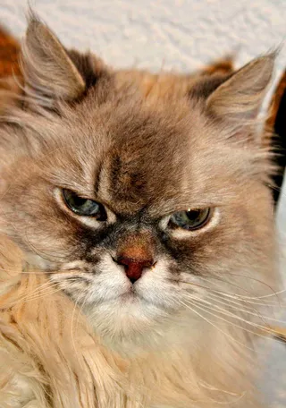 可爱猫咪 动物 素材 奶萌 (3)