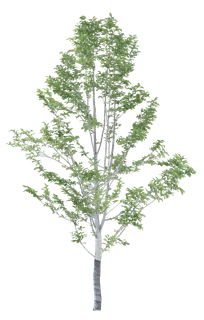 高清树木素材 免抠PSD植物素材 美术绘画园林贴图 树草灌木花草