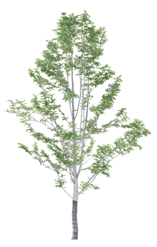 高清树木素材 免抠PSD植物素材 美术绘画园林贴图 树草灌木花草