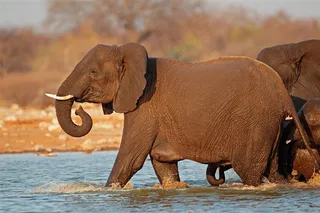 过河的大象高清素材