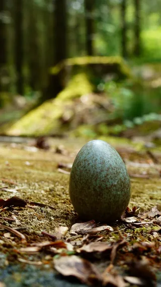 鸡蛋鸭蛋菜市场农村牧场鸡