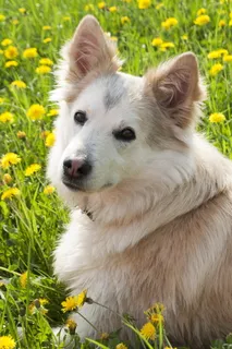 可爱西伯利亚犬宠物写真 可爱西伯利亚犬宠物写真