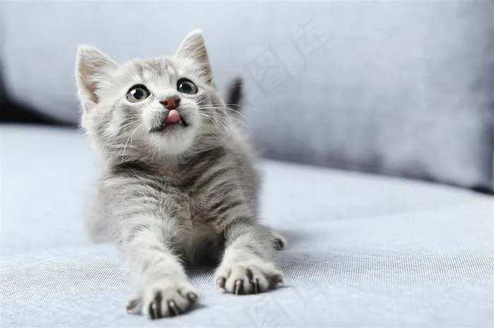 灰色沙发上瞪大眼睛的猫咪