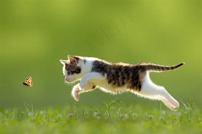 小猫捉蝴蝶插画