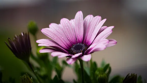 雨后的花朵图片 雨后的花朵图片