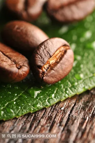 咖啡豆绿叶高清图片