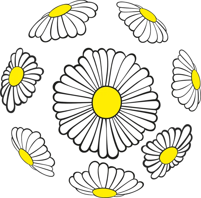 菊花雏菊线条画素材