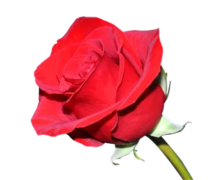 鲜花玫瑰免扣素材