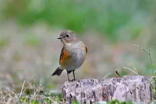 鸟类大全红胁蓝尾鸲
