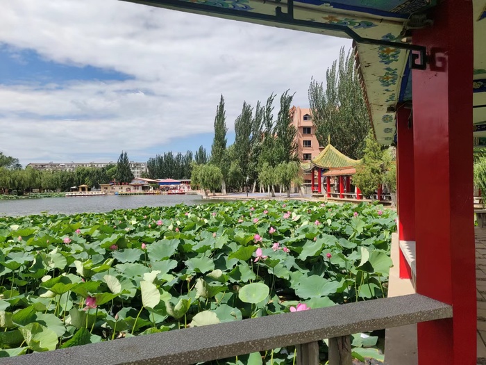夏季池塘荷花乘凉处暑