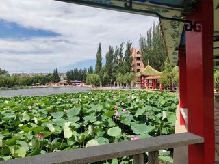 夏季池塘荷花乘凉处暑