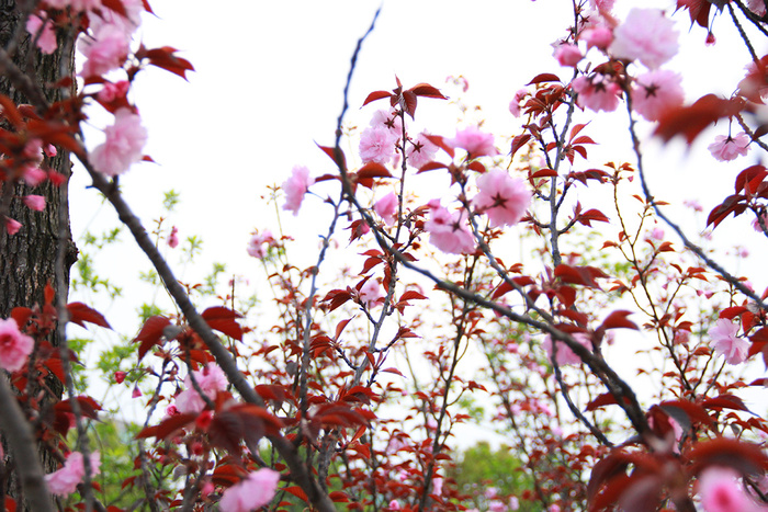 春天红叶粉花