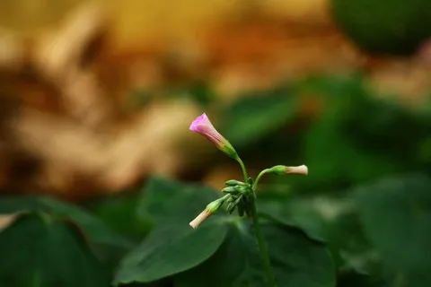 户外小花背景图