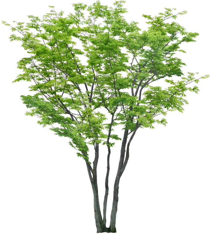 高清树木素材 免抠PSD植物素材 美术绘画园林贴图 树草灌木花草