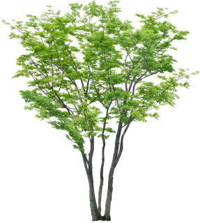 高清树木素材 免抠PSD植物素材 美术绘画园林贴图 树草灌木花草