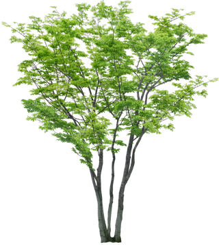 高清树木素材 免抠PSD植物素材 美术绘画园林贴图 树草灌木花草