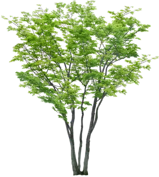 高清树木素材 免抠PSD植物素材 美术绘画园林贴图 树草灌木花草