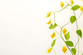 花朵黄色简约背景