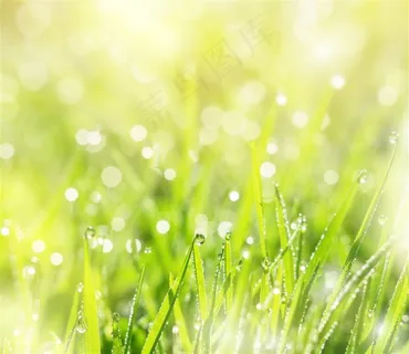 小草上的露珠高清图片