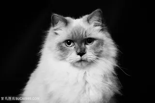 高清波斯猫黑白摄影猫咪图片