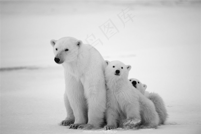 雪地里的北极熊写真高清摄影图片