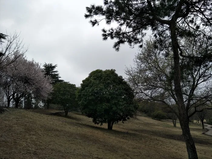 这是好看的树