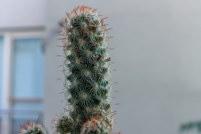 绿色仙人掌仙人球摄影素材