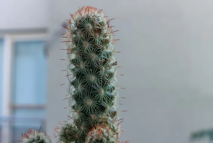 绿色仙人掌仙人球摄影素材
