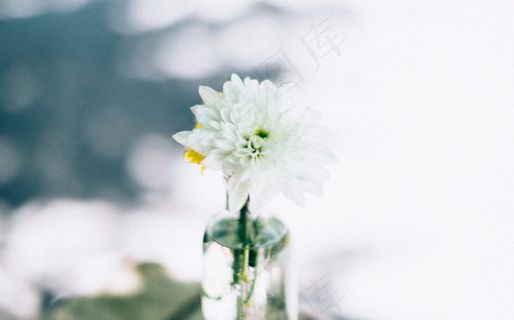 小清新水培菊花图片