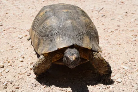 爬行海龟图片 爬行海龟图片