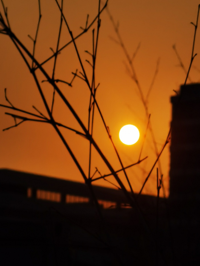 秋天秋分日落建筑树枝剪影