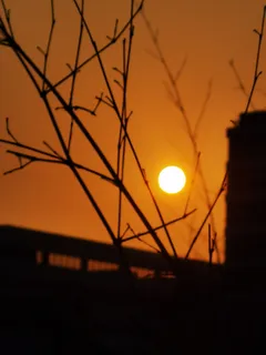 秋天秋分日落建筑树枝剪影