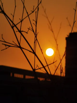 秋天秋分日落建筑树枝剪影
