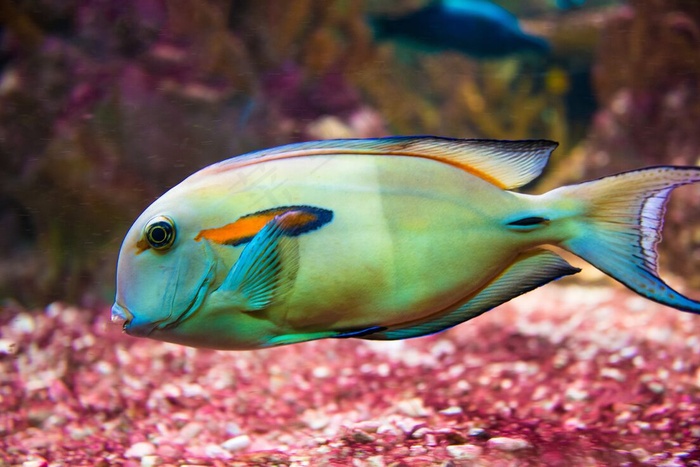 水族馆多彩鱼图片