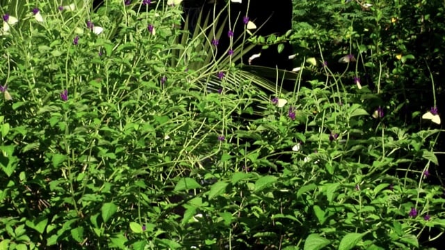 蝴蝶, 尼加拉瓜, , 自然, 动物, 场地