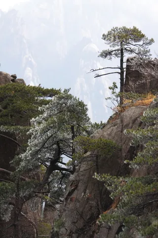 安徽黄山奇松风景图片-第3张