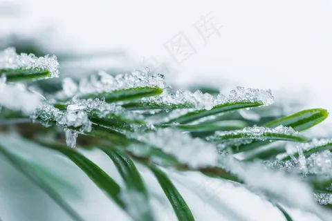冰雪松针图片 冰雪松针图片