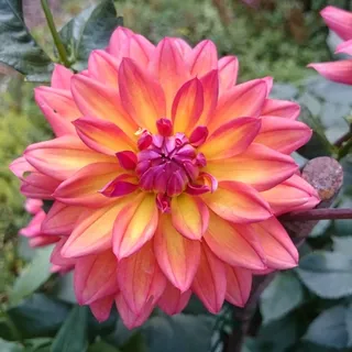 美丽大丽花微距图片 美丽大丽花微距图片