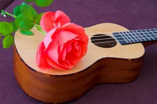 放在小提琴上的红玫瑰花朵