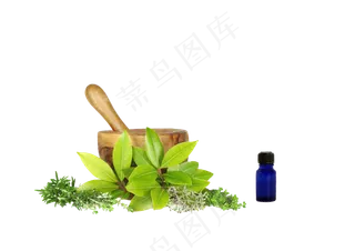 手绘草本中药药材