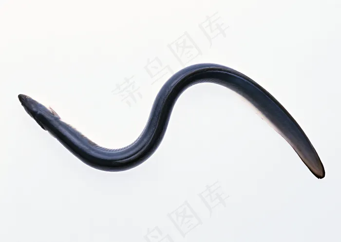 水生物 258