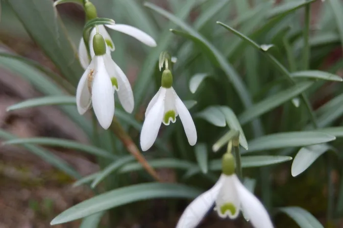 春暖花开白雪莲图片