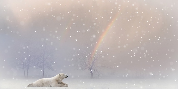 冬天北极熊背景风景